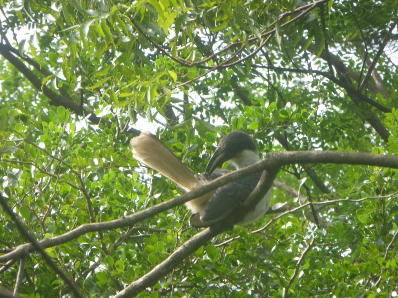 Angry Birds Homestay ฮาบารานา ภายนอก รูปภาพ